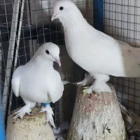 کبوترلوتی|پرنده|تبریز, |دیوار