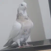 بچه نر طوق هفت رنگ