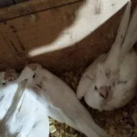 جوجه عروس هلندی|پرنده|لنگرود, |دیوار