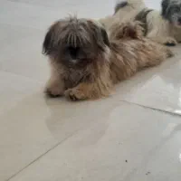 اشپیز تریر|سگ|شیراز, دباغ خانه|دیوار