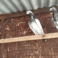 نرتیدی پرشی