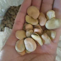 بذر باقله کیلویی ۱۳۰