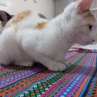 گربه واگذاری|گربه|قرچک, میرزائی شمالی|دیوار