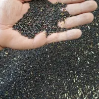 دانه کلزا.کلزا برای روغن گیری وپرنده