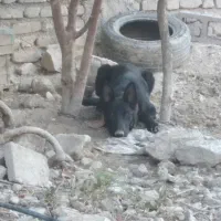 سگ مالنیوز