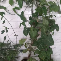 گل سینگونیوم