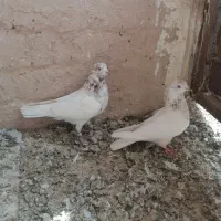 کفتر نروماده|پرنده|قم, آزادگان|دیوار