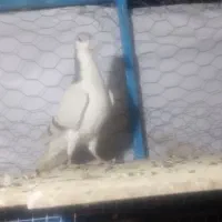 دوتا کر ماده|پرنده|خمینی‌شهر, |دیوار