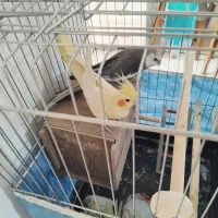 عروس هلندی همراه با ۴ جوجه نژاد دار|پرنده|تهران, مسعودیه|دیوار