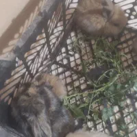 خرگوش اوپی رنگ سفید شکلاتی مشکی  خا