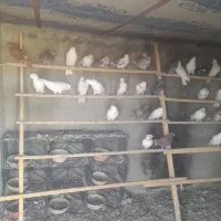 باسلام تعدادی کبوتر فروشی