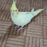 نگه --- داری   از   عروس هلندی