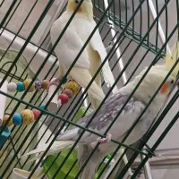 عروس هلندی جفت لوتینو