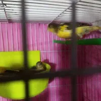 قناری باتخم سهره عروس البینیو دستی نر|پرنده|مشهد, نظام دوست|دیوار