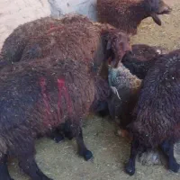 بره سبک نر