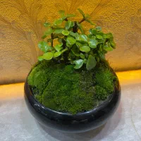 گل با گلدون مشکی