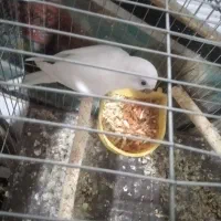 راهب نر تضمینی|پرنده|ارومیه, |دیوار