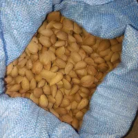 بادام شاهرودی