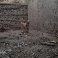 سگ نگهبان|سگ|علیآباد کتول, |دیوار
