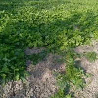 طرب سفید قرمز|خوردنی و آشامیدنی|بندر گز, |دیوار