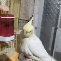 سه عدد جوجه عروس هلندی اهلی