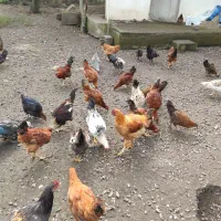 فروش مرغ و خروس درشت سالم و ارگانیک