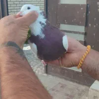 طوقی|پرنده|شاهین‌شهر, شهرک گلدیس|دیوار