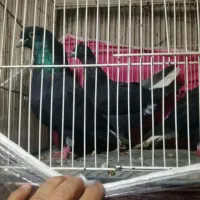 زاغ دم سفید