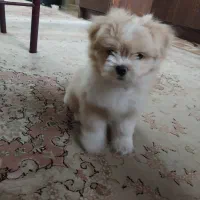 سگ مالتیپو ترکیب پودل و مالتیز