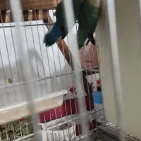 طوطی برزیلی|پرنده|تاکستان, |دیوار