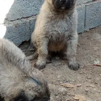 کانگال توله نر و ماده از پدر مادر وارداتی|سگ|پردیس, فاز ۶|دیوار