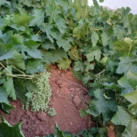 نهال انگور|خدمات باغبانی و درختکاری|ملایر, |دیوار