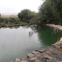 تخم تازه تولید اردک،مرغابی بهبود باروری تقویت جنسی|حیوانات مزرعه|تهران, سعادتآباد|دیوار