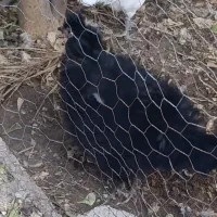 دو مرغ و تعدادی جوجه