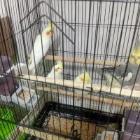 عروس هلندی لوتینو