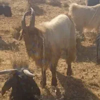 پازن ترکی جوان