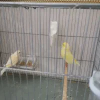 قناری نر و ماده