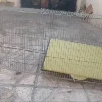 قفس دو قلو پرنده