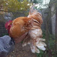 مرغ کوشین کُرچ|حیوانات مزرعه|رشت, تازه آباد|دیوار