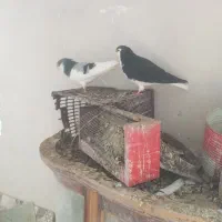 پرنده|پرنده|آبگرم, |دیوار