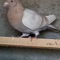 پلاکی زرد همچی تمام