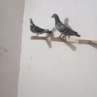 یه جفت آلمانی