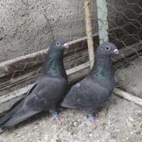 کبوتر زاغ موشی