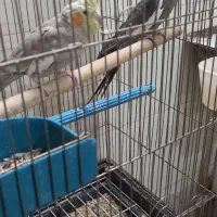 عروس مولدوزیبا|پرنده|اردکان, |دیوار