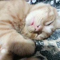 گربه نارنجی dsh