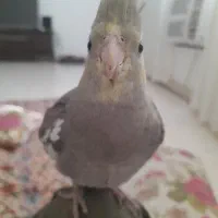 عروس هلندی|پرنده|بندرعباس, |دیوار