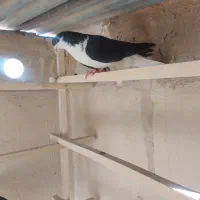 ماده پلاس|پرنده|قم, انسجام|دیوار