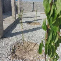 باغچه باغ220متر/چهاردیواری/آسفالت/مالک هستم|فروش زمین و ملک کلنگی|شهریار, شهریار|دیوار