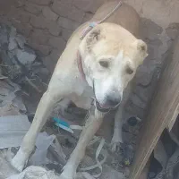 واگذاری|سگ|تربت جام, کاریز نو سفلی|دیوار