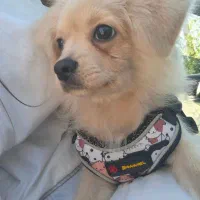 واگزاری غیررایگان اشتپیز پامر نر